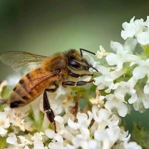 Cây bạch trầm hương