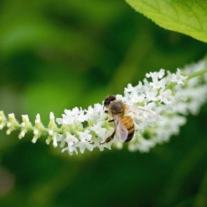 Cây bạch Trầm hương