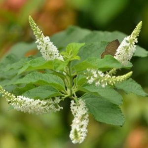 Cây bạch Trầm hương