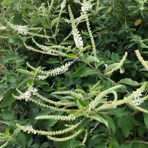 Cây bạch Trầm hương