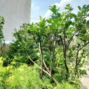 Cây bưởi trưởng thành trồng chậu