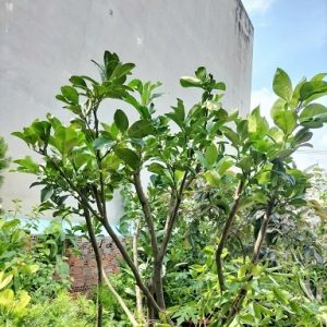 Cây bưởi trưởng thành trồng chậu