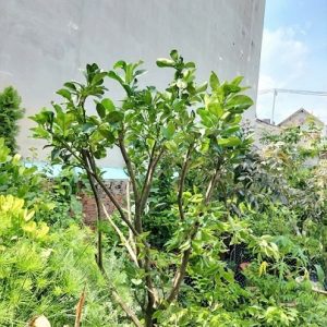 Cây bưởi trưởng thành trồng chậu