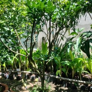 Cây bưởi trưởng thành trồng chậu