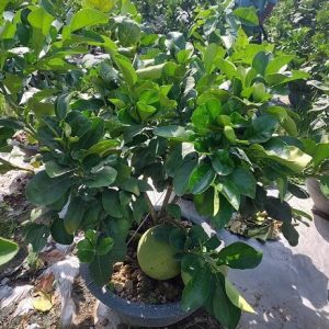 Cây bưởi trưởng thành trồng chậu