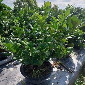 Cây bưởi trưởng thành trồng chậu