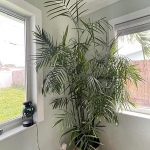 Cây cau hawai trồng chậu trong nhà