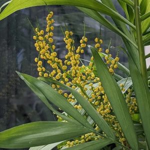 Cây cau hawai trồng chậu trong nhà