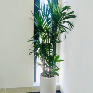 Cây cau hawai trồng chậu trong nhà