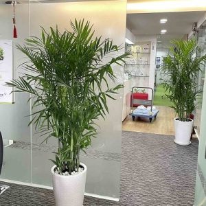 Cây cau hawai trồng chậu trong nhà