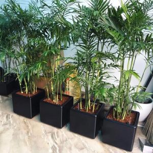 Cây cau hawai trồng chậu trong nhà