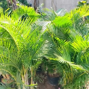 Cây cau vàng trồng chậu trang trí nội thất