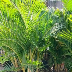 Cây cau vàng trồng chậu trang trí nội thất