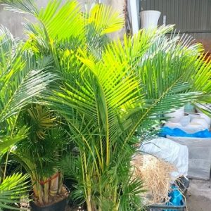 Cây cau vàng trồng chậu trang trí nội thất