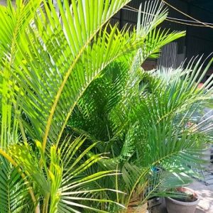 Cây cau vàng trồng chậu trang trí nội thất