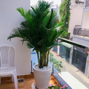 Cây cau vàng trồng chậu trang trí nội thất