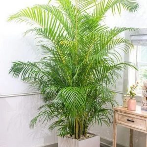 Cây cau vàng trồng chậu trang trí nội thất