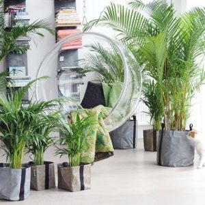 Cây cau vàng trồng chậu trang trí nội thất