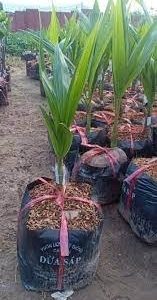 Cây dừa sáp giống