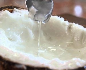 Cây dừa sáp giống