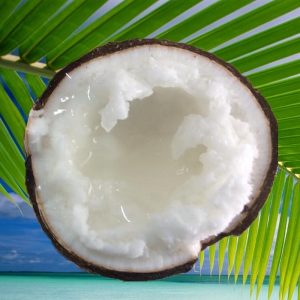 Cây dừa sáp giống