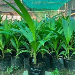 Cây dừa sáp giống