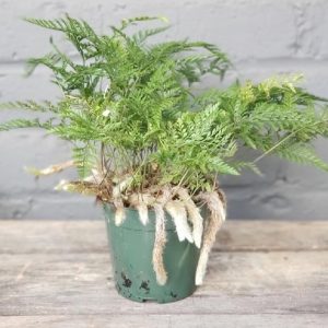 cây dương xỉ chân thỏ