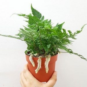 cây dương xỉ chân thỏ