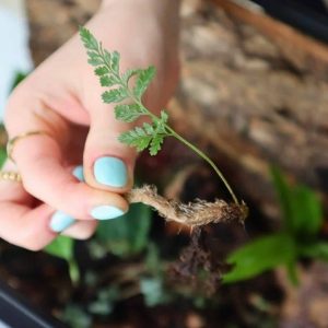 cây dương xỉ chân thỏ