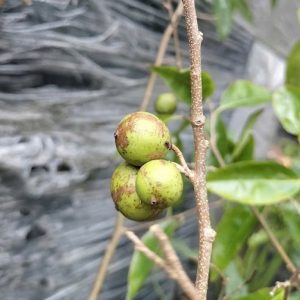 Cây hồng quân thái không có gai