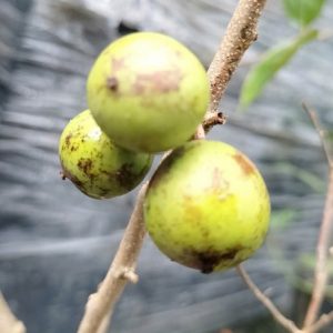 Cây hồng quân thái không có gai