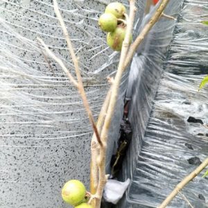 Cây hồng quân thái không có gai
