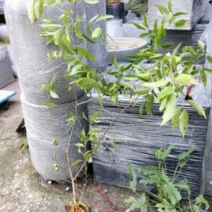 Cây hồng quân thái không có gai