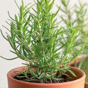 cây hương thảo trồng chậu