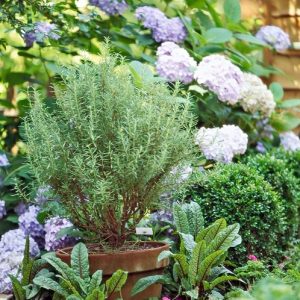 cây hương thảo trồng chậu