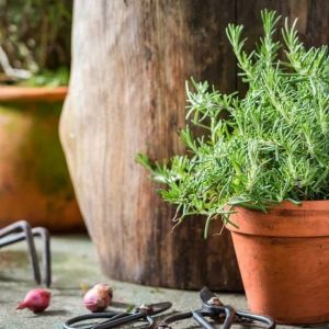 cây hương thảo trồng chậu