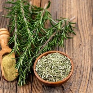 cây hương thảo trồng chậu