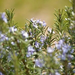 cây hương thảo trồng chậu