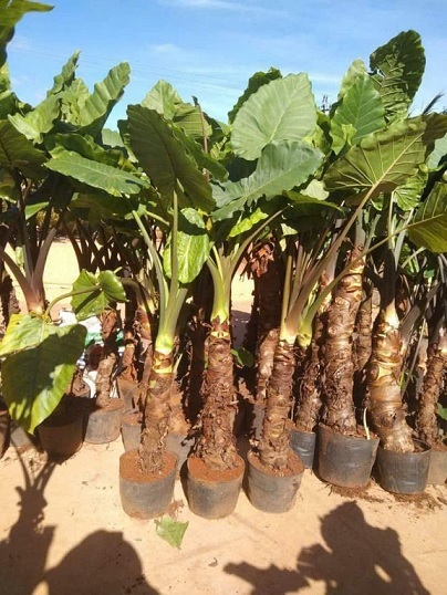 Cây ráy voi trang trí tiểu cảnh sân vườn