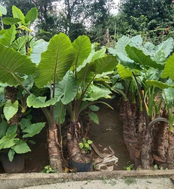 Cây ráy voi trang trí tiểu cảnh sân vườn