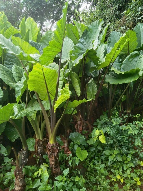 Cây ráy voi trang trí tiểu cảnh sân vườn