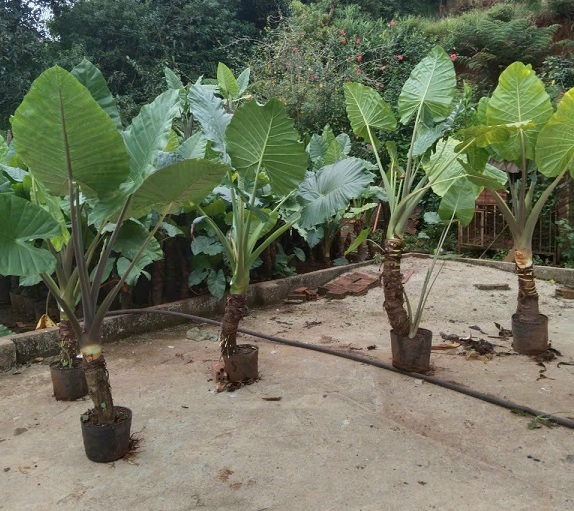 Cây ráy voi trang trí tiểu cảnh sân vườn