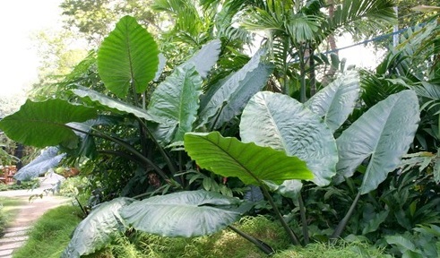 Cây ráy voi trang trí tiểu cảnh sân vườn