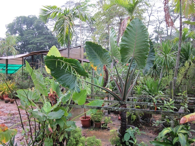 Cây ráy voi trang trí tiểu cảnh sân vườn