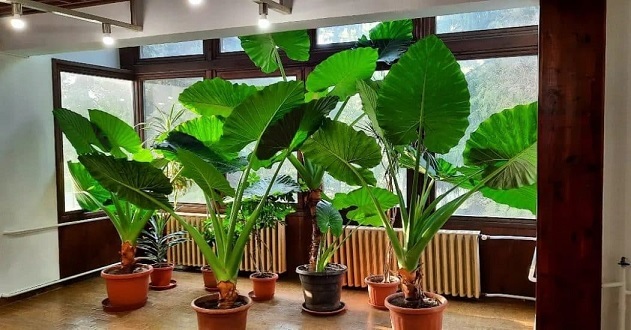 Cây ráy voi trang trí tiểu cảnh sân vườn