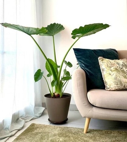 Cây ráy voi trang trí tiểu cảnh sân vườn