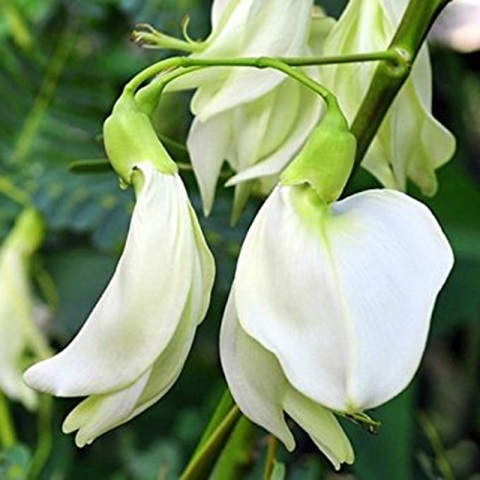 Cây so đũa thái