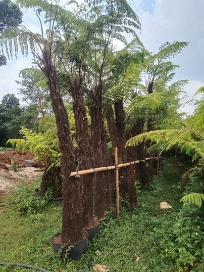 Công dụng của cây dương xỉ thân gỗ