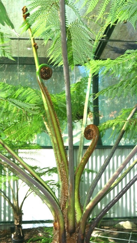 Công dụng của cây dương xỉ thân gỗ