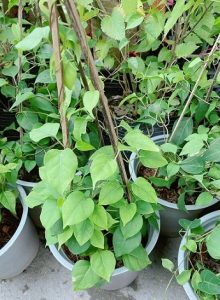 Công dụng của lá giang